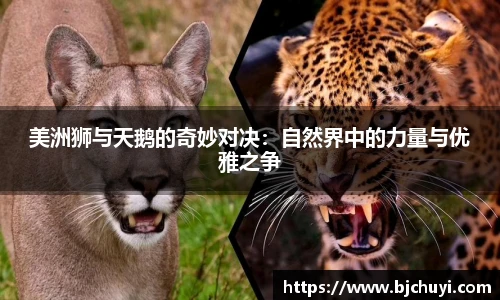 美洲狮与天鹅的奇妙对决：自然界中的力量与优雅之争